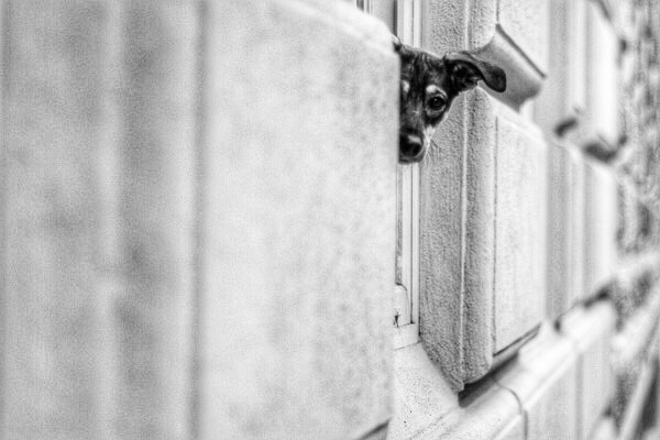 HundeKolumne ROYAL CANIN Gewinnspiel Fotoshooting Hund